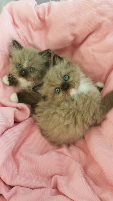 ragamese kittens for sale